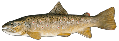 BrownTrout.png