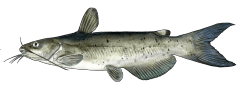 ChannelCatfish.png