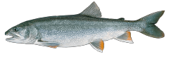 LakeTrout.png