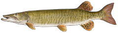 Muskellunge.png